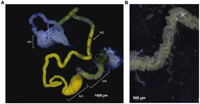 Pantoea bathycoeliae sp. nov and Sodalis sp. are core gut microbiome symbionts of the two-spotted stink bug